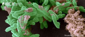 Нанокабели будут производить бактерии